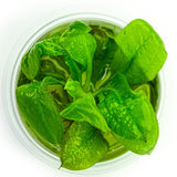 071 Echinodorus grisebachii 'Bleherae'