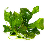 071 Echinodorus grisebachii 'Bleherae'