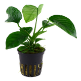 101U Anubias barteri var. caladiifolia