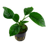 101U Anubias barteri var. caladiifolia