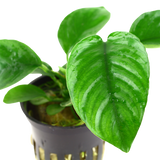 101U Anubias barteri var. caladiifolia