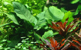 101U Anubias barteri var. caladiifolia