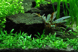 106 TC Cryptocoryne Parva