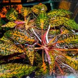 126 TC 虎斑椒草 Cryptocoryne nurii