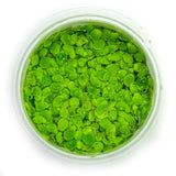 028 TC Rambutan duckweed Phyllanthus fluitans