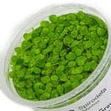 028 TC Rambutan duckweed Phyllanthus fluitans