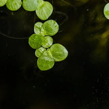 028 TC Rambutan duckweed Phyllanthus fluitans