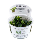 139B TC Bucephalandra 'Kedagang'