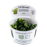 139 TC 暗武吉山辣椒榕 Bucephalandra pygmaea 'Bukit Kelam'