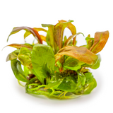 147 TC Lysimachia parvifolia ‘Red’