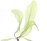 ADA 馬達加斯加網草 Aponogeton madagascerensis IC300