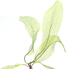 ADA Madagascar Aponogeton madagascerensis IC300