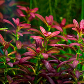 ADA 佛羅里達夕燒 Rotala ramosior 'Florida' IC465