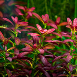 ADA Rotala ramosior 'Florida' IC465