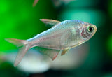 哥倫比亞夢幻燈 燈魚