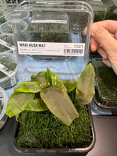 ADA 美波莉椒草/印度芭蕉草II型 Lagenandra meeboldii Taxiphyillum peacock moss BS217