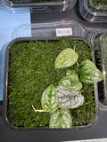 ADA Monstera dubia Taxiphyllum peacock moss BS146