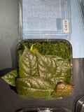 ADA Ficus villosa Taxiphyillum peacock moss BS817