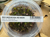 ADA Rotala rotundifolia 'Blood Red' IC443
