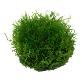 001 TC Riccia fluitans