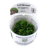 002C TC Monosolenium tenerum