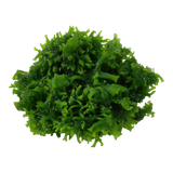 002C TC Monosolenium tenerum