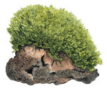 002C TC Monosolenium tenerum