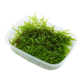 003A POR Christmas Mousse Box (Multiple Use) Vesicularia montagnei 'Christmas'