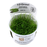 003A TC Vesicularia montagnei 'Christmas'