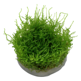 003A TC Vesicularia montagnei 'Christmas'