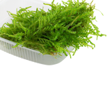 003B POR Mousse (box) Vesicularia ferriei 'Weeping'