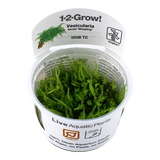 003B TC Vesicularia ferriei 'Weeping'