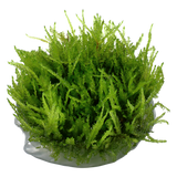 003B TC Vesicularia ferriei 'Weeping'