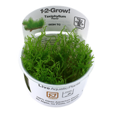 003H TC 火焰莫絲 Taxiphyllum 'Flame' TROPICA