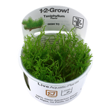 003H TC Flame Moss Taxiphyllum 'Flame' TROPICA