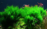 003H TC Flame Moss Taxiphyllum 'Flame' TROPICA