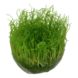 003 TC Taxiphyllum barbieri 'Bogor Moss'