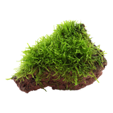 003 YLS Java Moslian volcanic stone Taxiphyllum barbieri