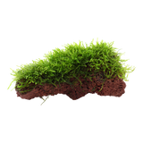 003 YLS Java Moslian volcanic stone Taxiphyllum barbieri