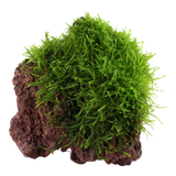 003 YLS Java Moslian volcanic stone Taxiphyllum barbieri