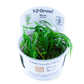 057 TC 日本簣藻 Blyxa japonica