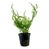 006 Bolbitis heudelotii