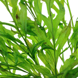 006 Bolbitis heudelotii