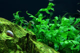 006 Bolbitis heudelotii