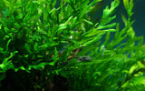 006 Bolbitis heudelotii