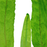 008A Microsorum pteropus 'Narrow'