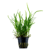 008G 針葉三叉鐵皇冠/鬼爪鐵皇冠 Microsorum pteropus 'Trident'