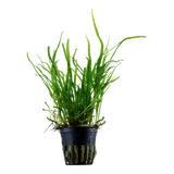 008G Microsorum pteropus 'Trident'