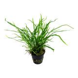 008G Microsorum pteropus 'Trident'