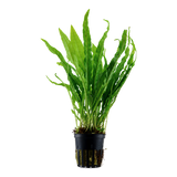 008 Iron Crown Microsorum pteropus